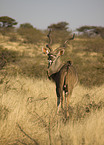 greater kudu