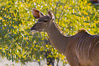 greater kudu