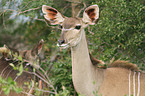 greater kudu
