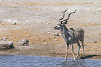 greater kudu