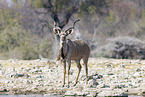 greater kudu