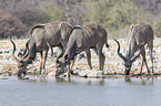 greater kudus