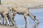 greater kudus