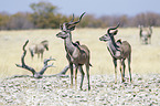 greater kudus