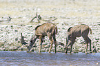 greater kudus