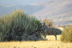 greater kudu