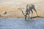 greater kudu