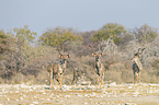 greater kudus