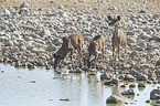 greater kudus