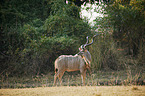 greater kudu