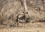 greater kudu