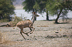 greater kudu