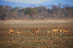 greater kudus