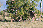 standing Zambezi Greater Kudus