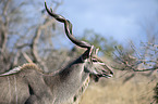 Zambezi Greater Kudu