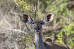 Zambezi Greater Kudu portrait