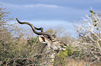 Zambezi Greater Kudu portrait