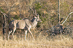 walking Zambezi Greater Kudu
