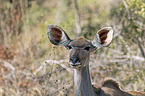 Zambezi Greater Kudu portrait