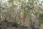 standing Zambezi Greater Kudu