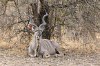 lying Zambezi Greater Kudu