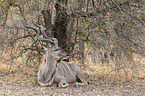 lying Zambezi Greater Kudu