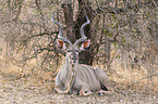 lying Zambezi Greater Kudu