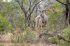 standing Zambezi Greater Kudu