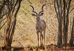 greater kudu