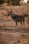 greater kudu