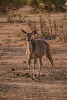 greater kudu