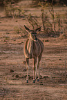 greater kudu