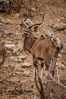 greater kudu