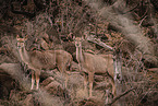 greater kudu