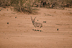 greater kudu