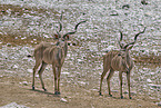 greater kudu