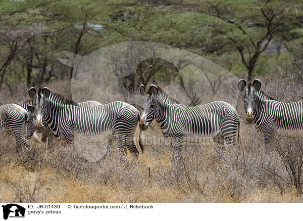 grevy's zebras / JR-01439