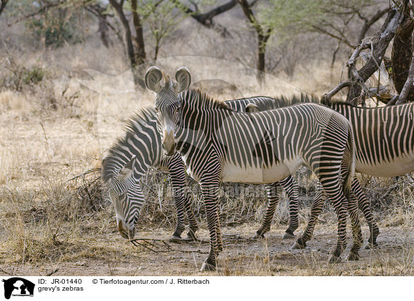 grevy's zebras / JR-01440
