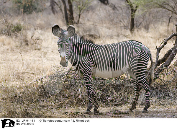 grevy's zebra / JR-01441