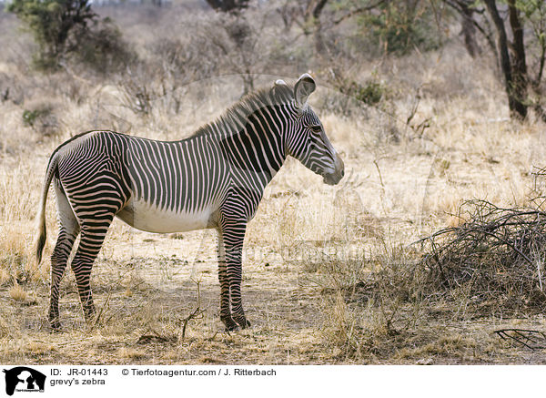 grevy's zebra / JR-01443