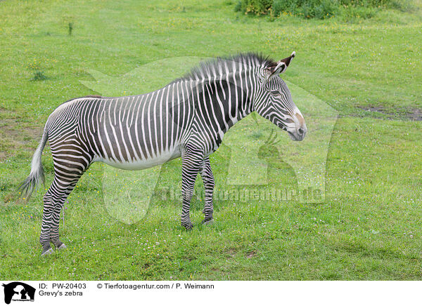 Grevyzebra / Grevy's zebra / PW-20403