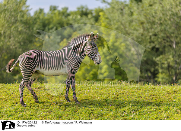 Grevyzebra / Grevy's zebra / PW-20422