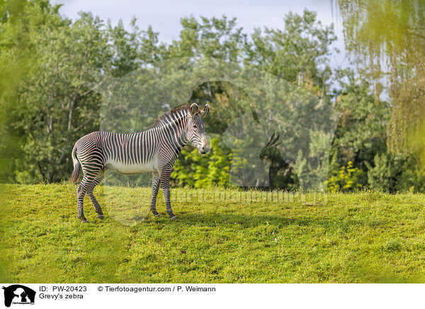 Grevyzebra / Grevy's zebra / PW-20423