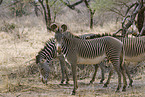 grevy's zebras