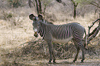 grevy's zebra