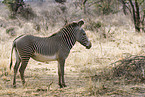 grevy's zebra