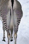 Grevys zebra