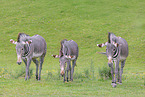 Grevy's zebra