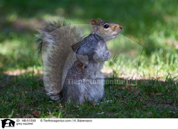 grey squirrel / HB-01599