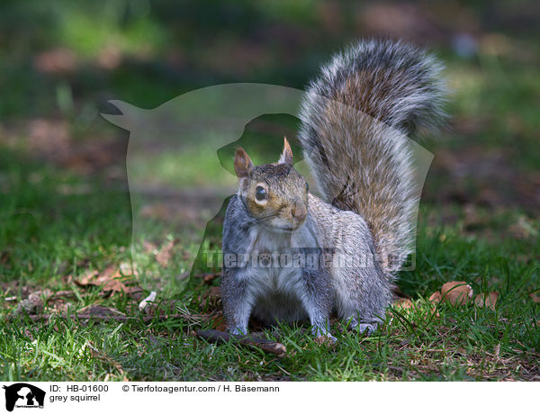 grey squirrel / HB-01600